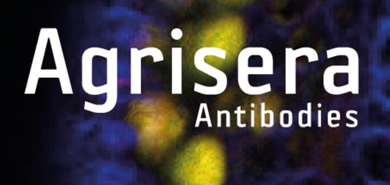 Agrisera植物細(xì)胞壁相關(guān)抗體，開(kāi)學(xué)季促銷(xiāo)啦！